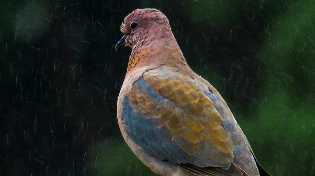 Pigeon HTTP Client for Unity